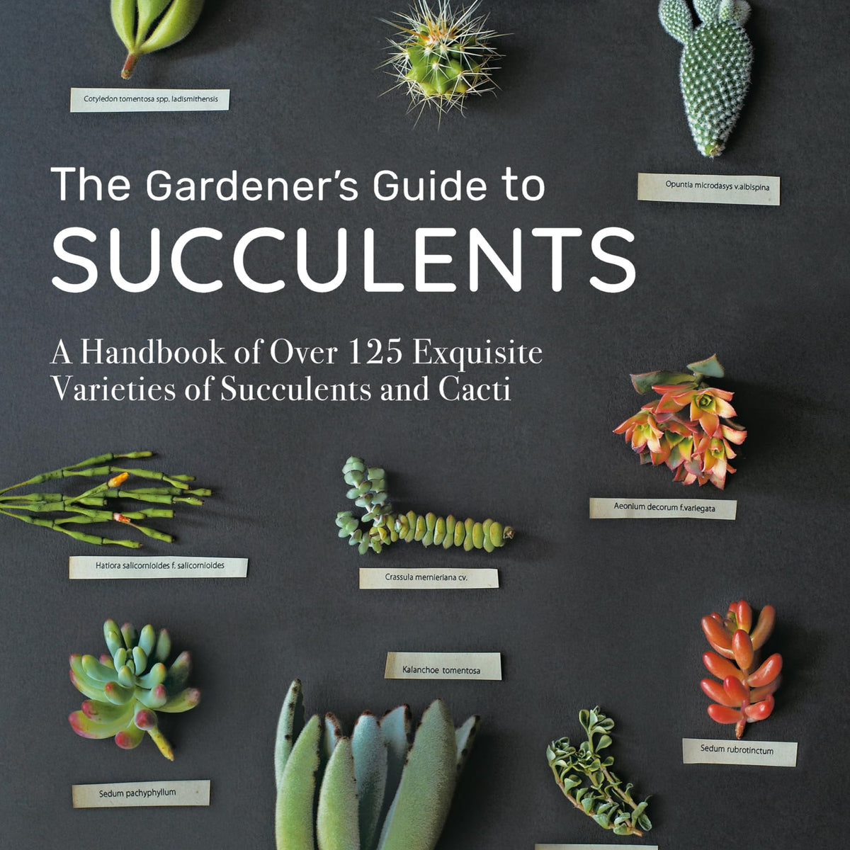 The Gardener's Guide to Succulents by Misa Matsuyama – Book Hero