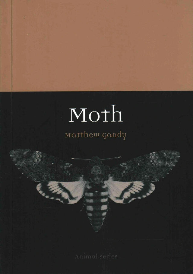 Moth
