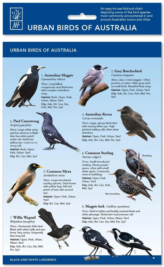 Urban Birds of Australia