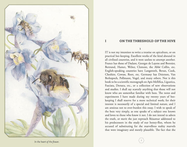 The Life of the Bee