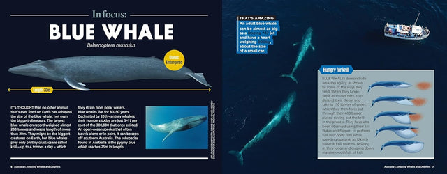 Australia’s Amazing Whales and Dolphins