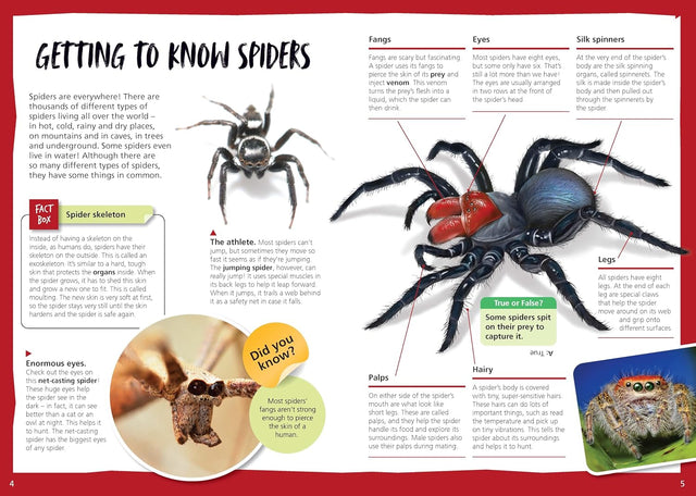 Australia's Most Dangerous Spiders