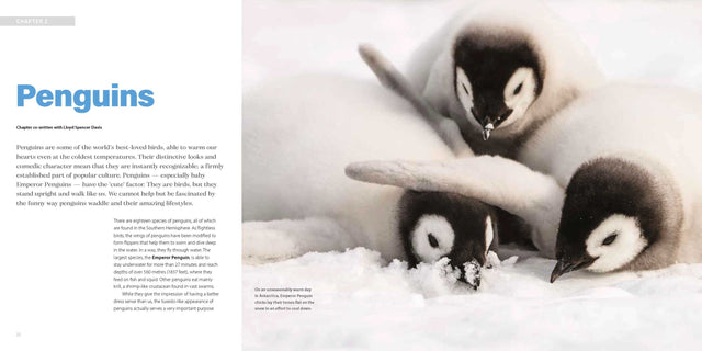 Penguins, Polar Bears & Pandas