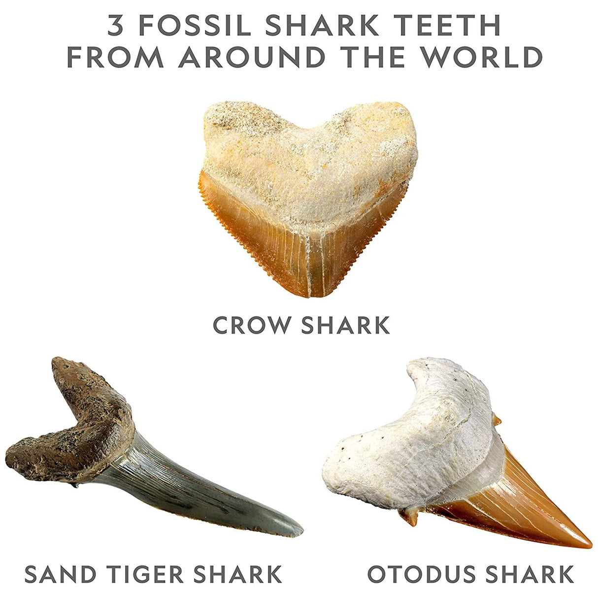National Geographic Shark Dig Kit