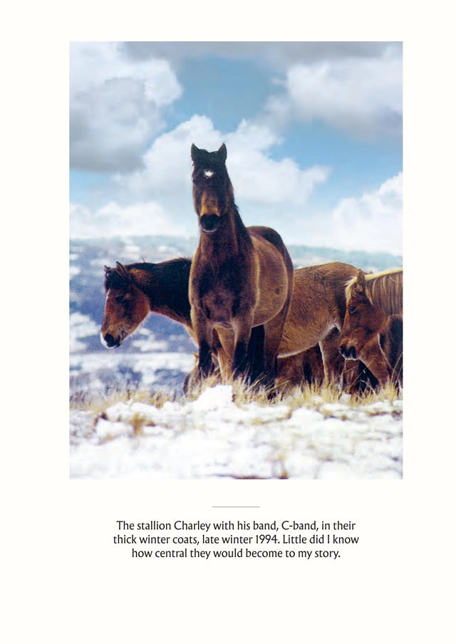 Wild Horses of the Last Land