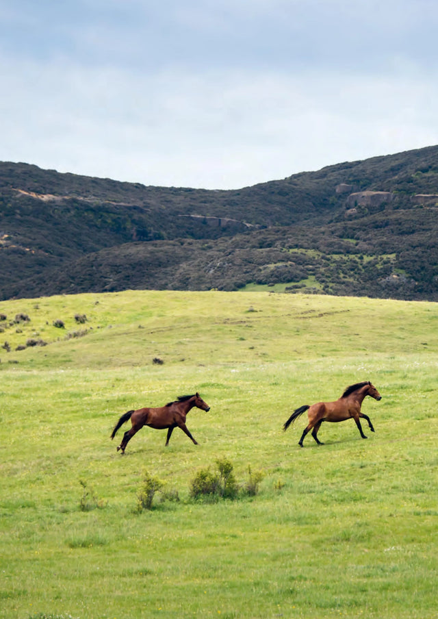Wild Horses of the Last Land