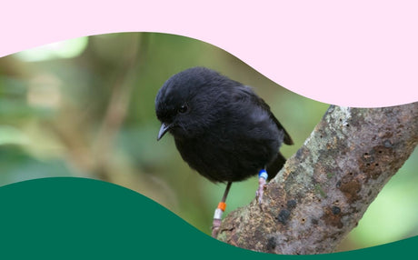 Celebrating Bird of the Year 2026 with Bird Books
