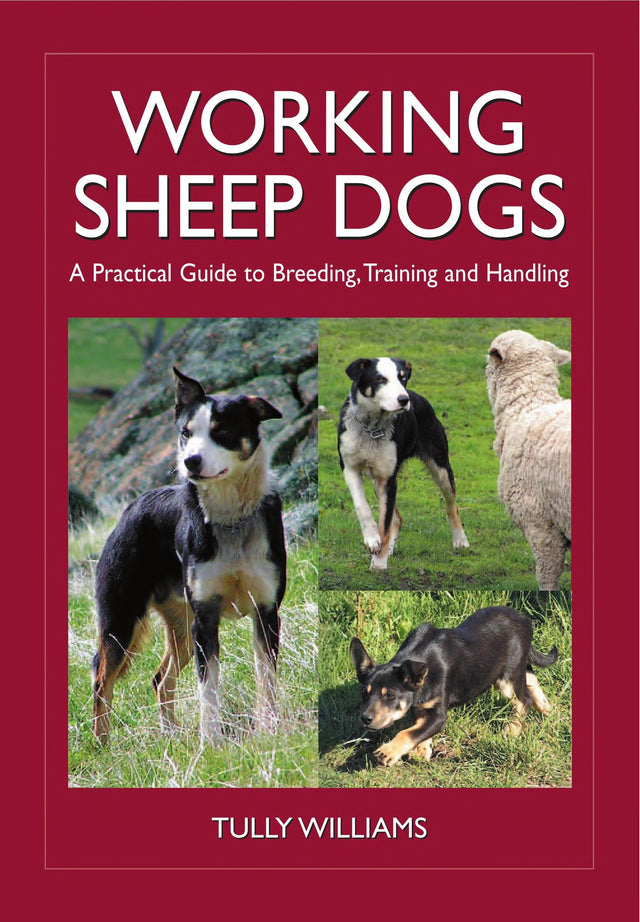 Working Sheep Dogs
