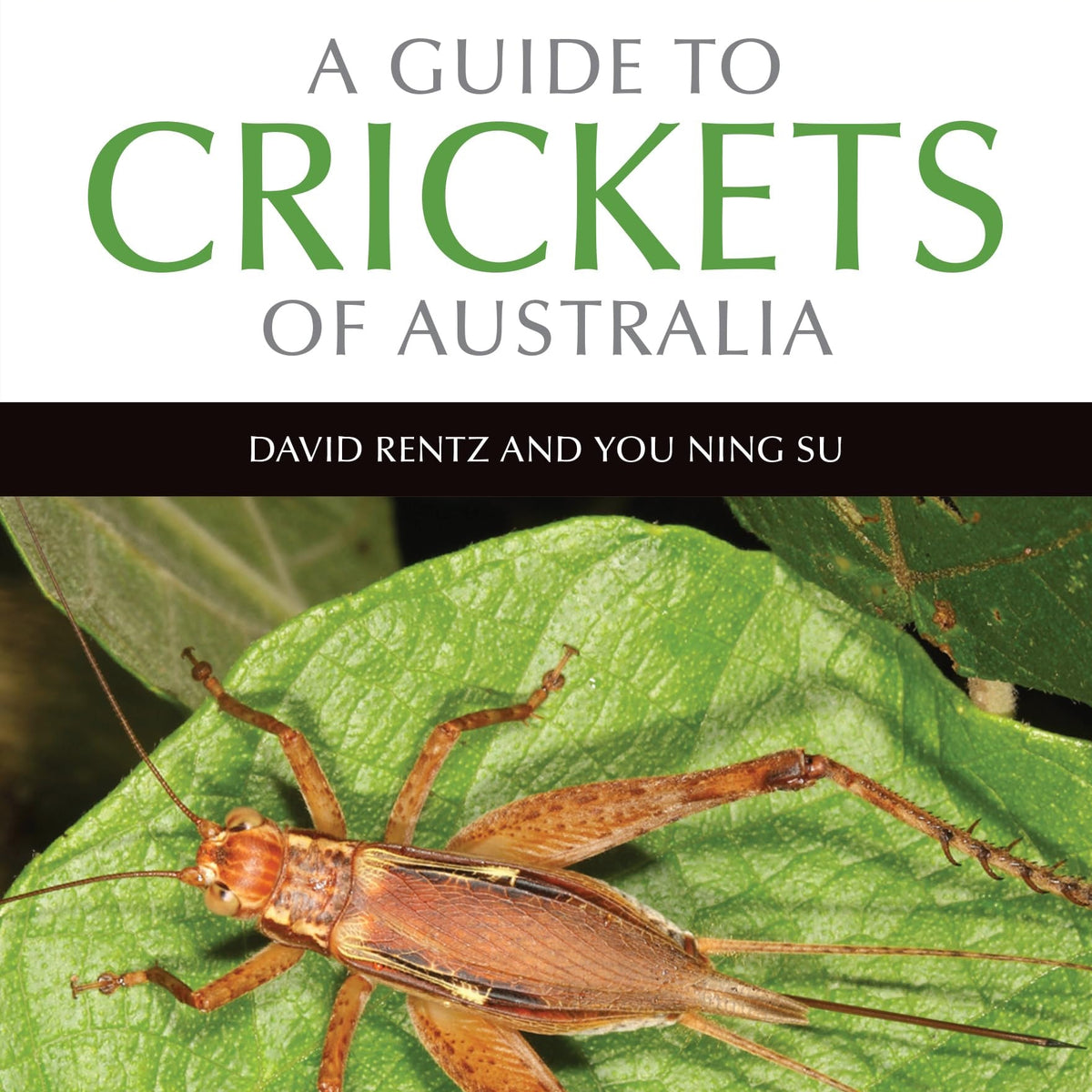 A Guide to Crickets of Australia by David Rentz and You Ning Su – Book Hero