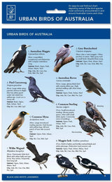 Urban Birds of Australia