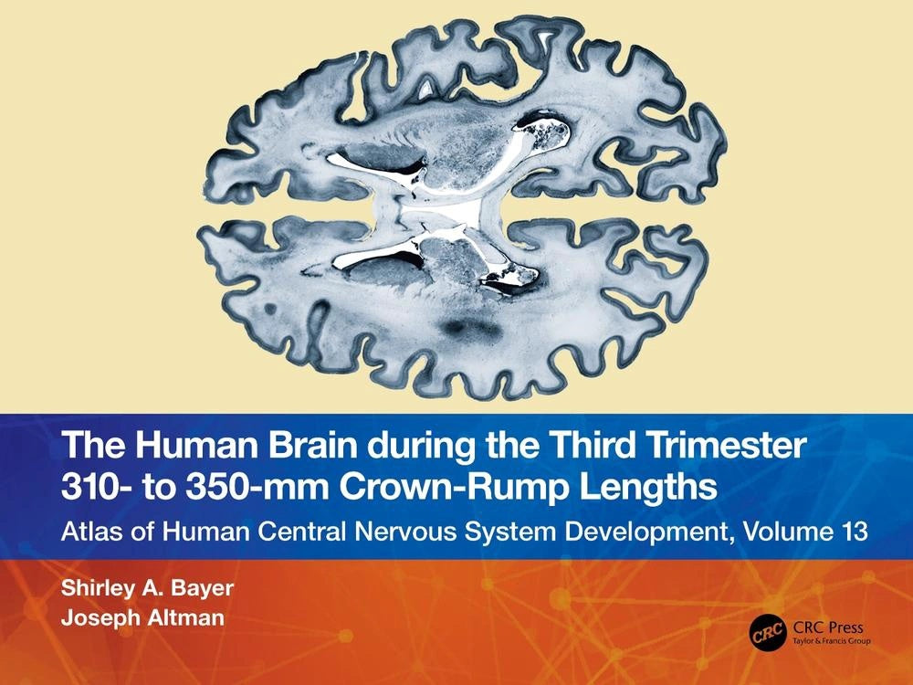 The Human Brain during the Third Trimester 310– to 350–mm Crown-Rump ...