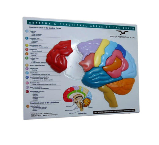 Brain Model & Puzzle – Anatomy and Functional Areas of the Brain by ...