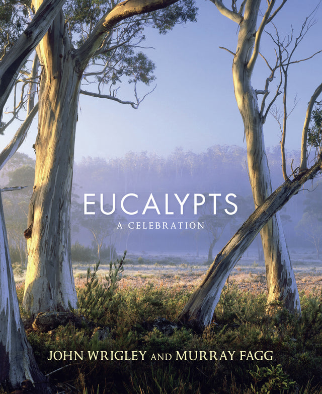 Eucalypts