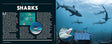 Australia’s Amazing Sharks