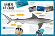 Australia's Most Dangerous Sharks