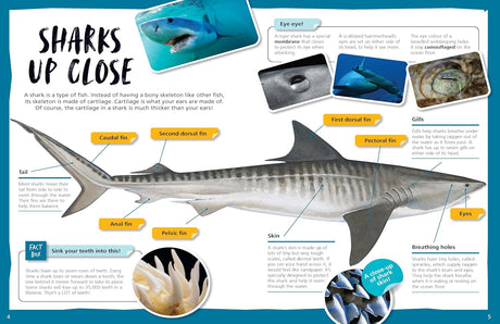 Australia's Most Dangerous Sharks