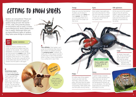 Australia's Most Dangerous Spiders