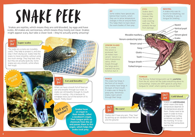 Australia's Most Dangerous Snakes