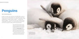 Penguins, Polar Bears & Pandas