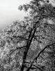 The Poetry of Being