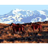 Kiwi Paint By Numbers - Kaimanawa Horses