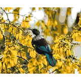 Kiwi Paint By Numbers - Tui in Kowhai Tree