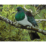 Kiwi Paint By Numbers - Kereru