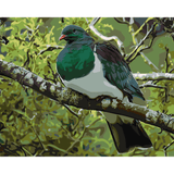 Kiwi Paint By Numbers - Kereru