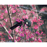 Kiwi Paint By Numbers - Tui in Cherry Tree
