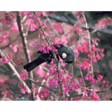 Kiwi Paint By Numbers - Tui in Cherry Tree