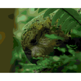 Kiwi Paint By Numbers - Kakapo