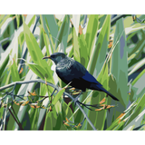 Kiwi Paint By Numbers - Tui in Flax Bush