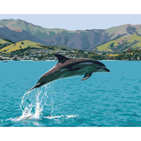 Kiwi Paint By Numbers - Common Dolphin