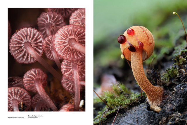 The Secret Life of Fungi