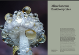 The Secret Life of Fungi
