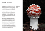 The Secret Life of Fungi