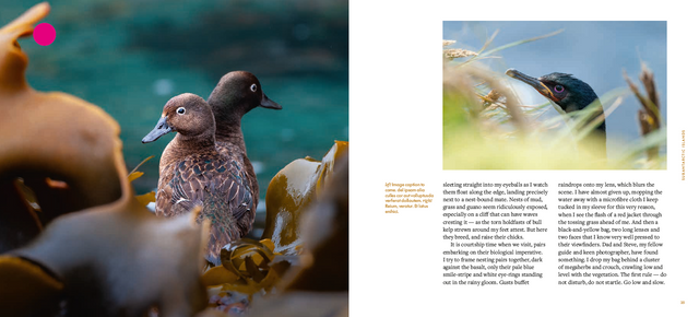 Birdlands