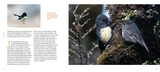 Birdlands