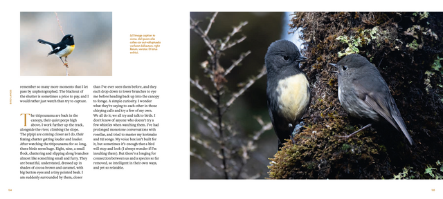 Birdlands