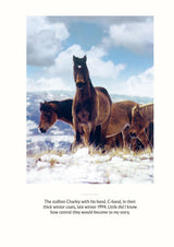 Wild Horses of the Last Land