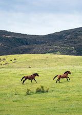 Wild Horses of the Last Land