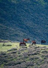 Wild Horses of the Last Land