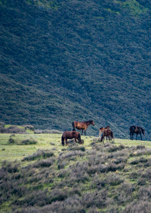 Wild Horses of the Last Land